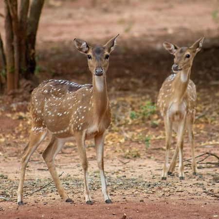 Готель Yala Eco Bush Camp Екстер'єр фото