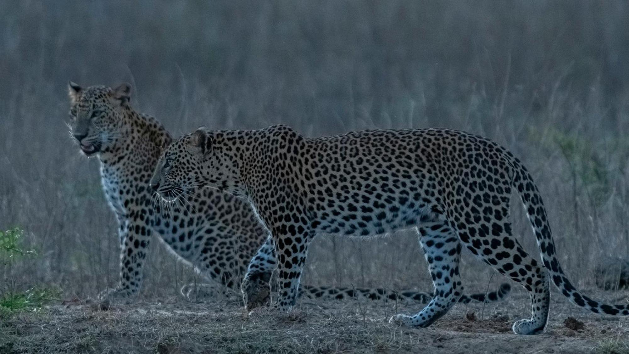 Готель Yala Eco Bush Camp Екстер'єр фото