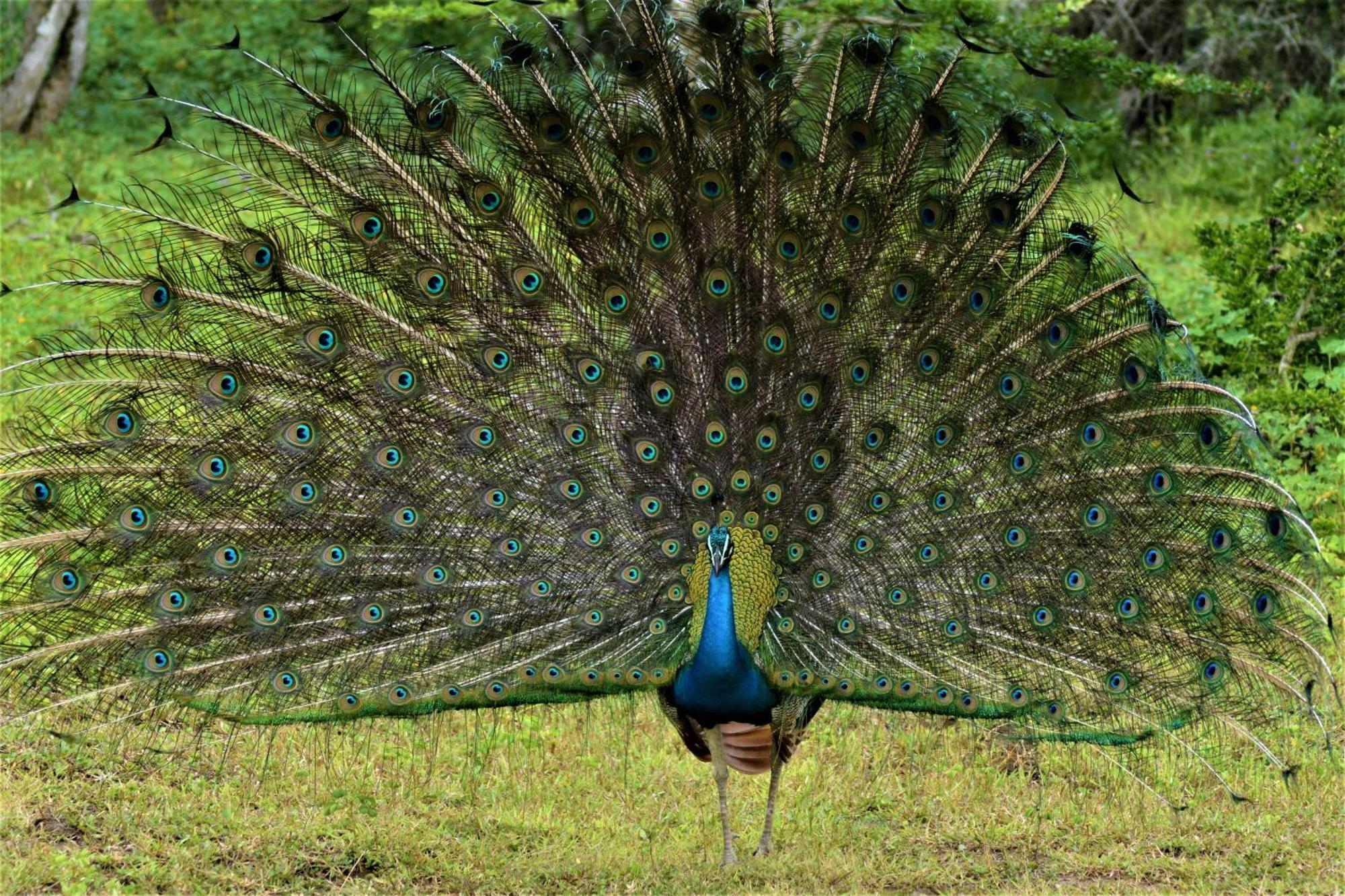Готель Yala Eco Bush Camp Екстер'єр фото