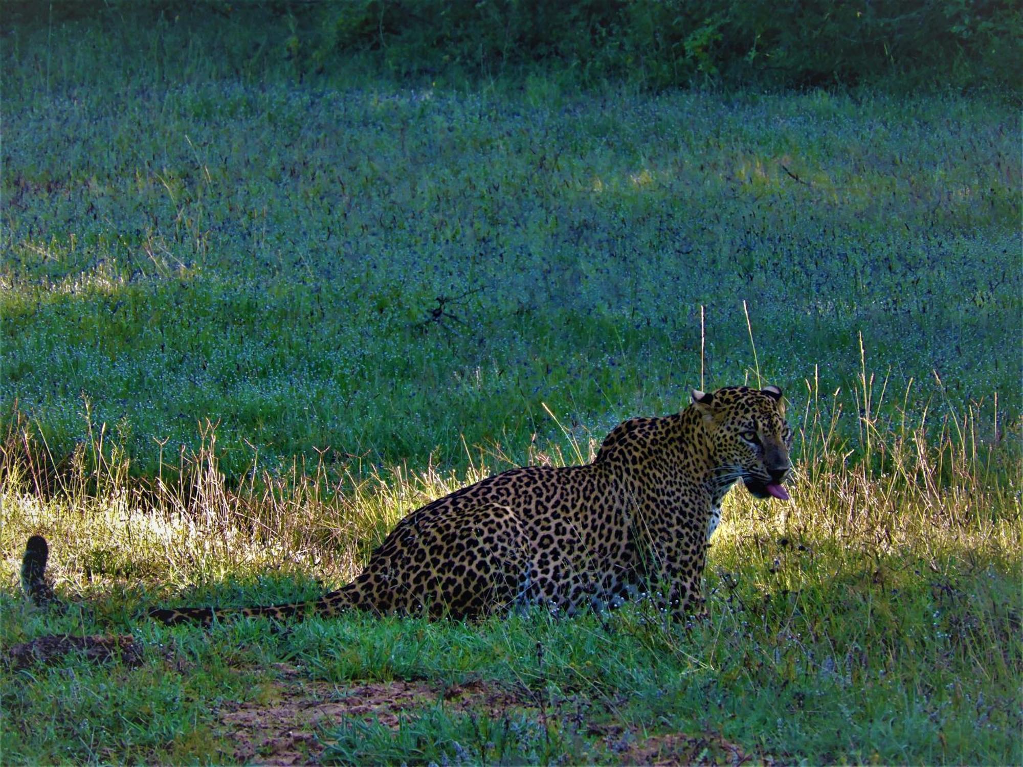 Готель Yala Eco Bush Camp Екстер'єр фото
