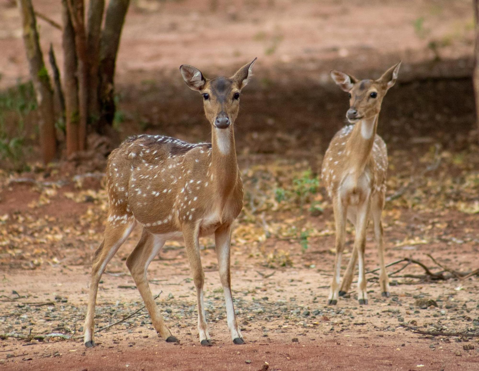 Готель Yala Eco Bush Camp Екстер'єр фото